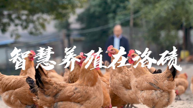 D细胞培养试剂盒哪家好